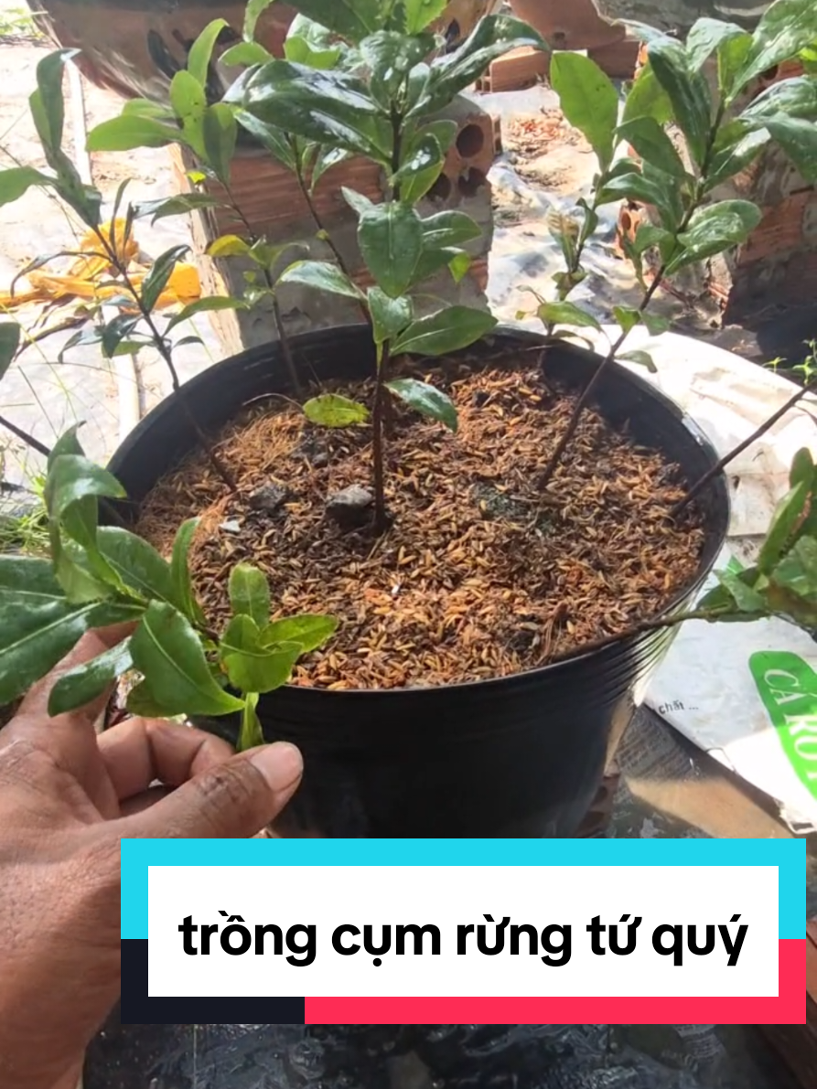 @Văn Long