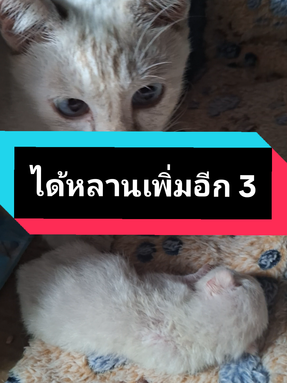 @ฮโหล....สมอง