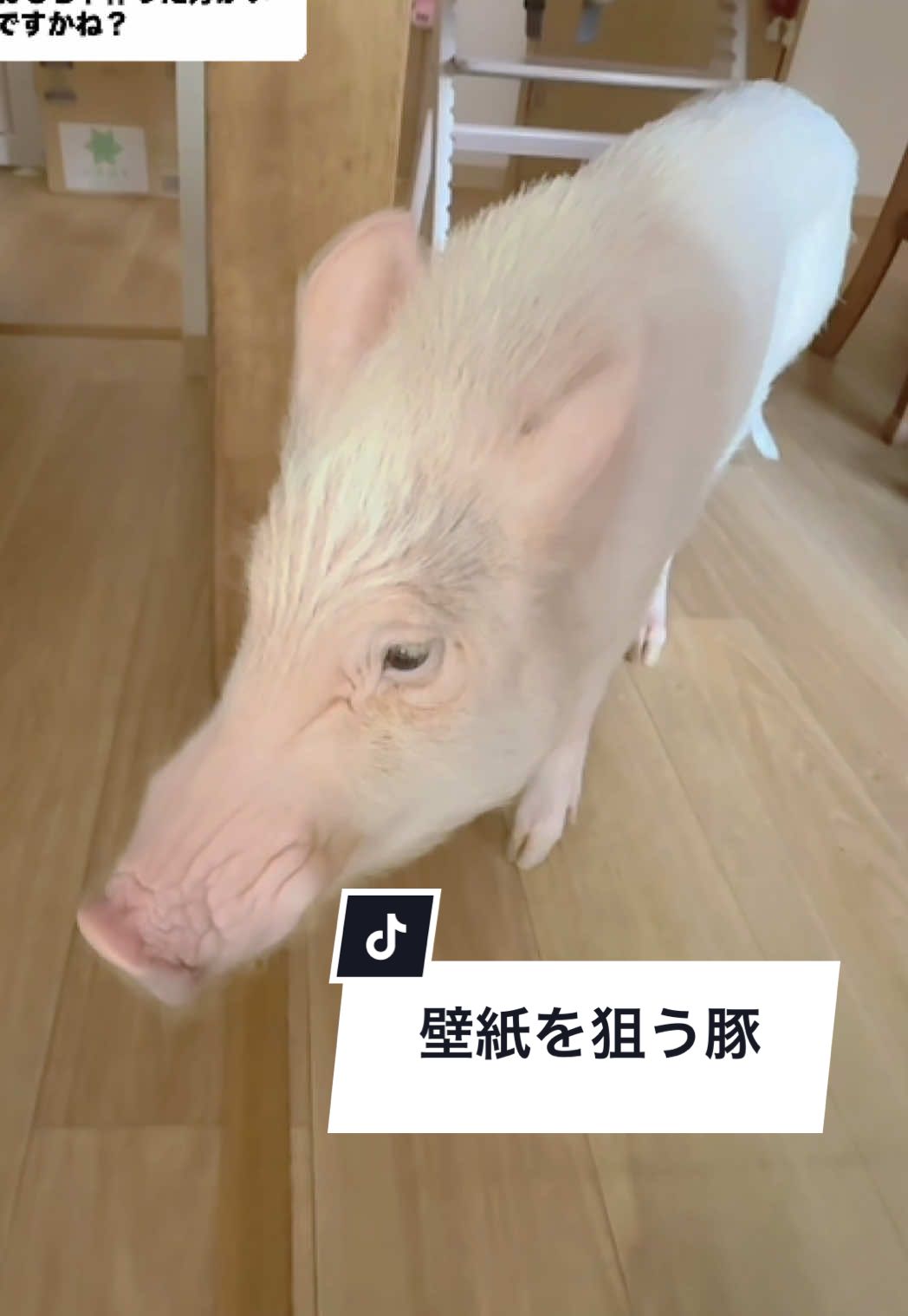 @めんべぇ家🐽💢