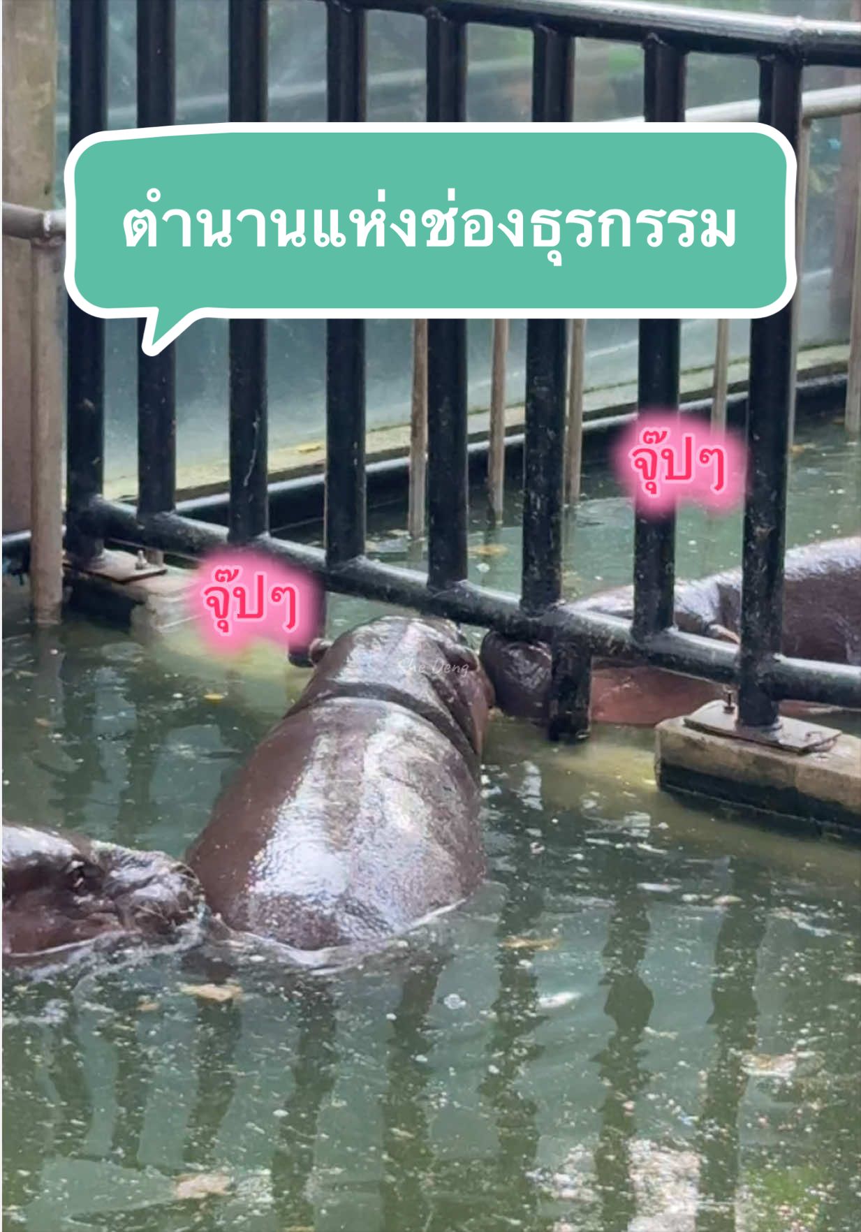 @She Deng