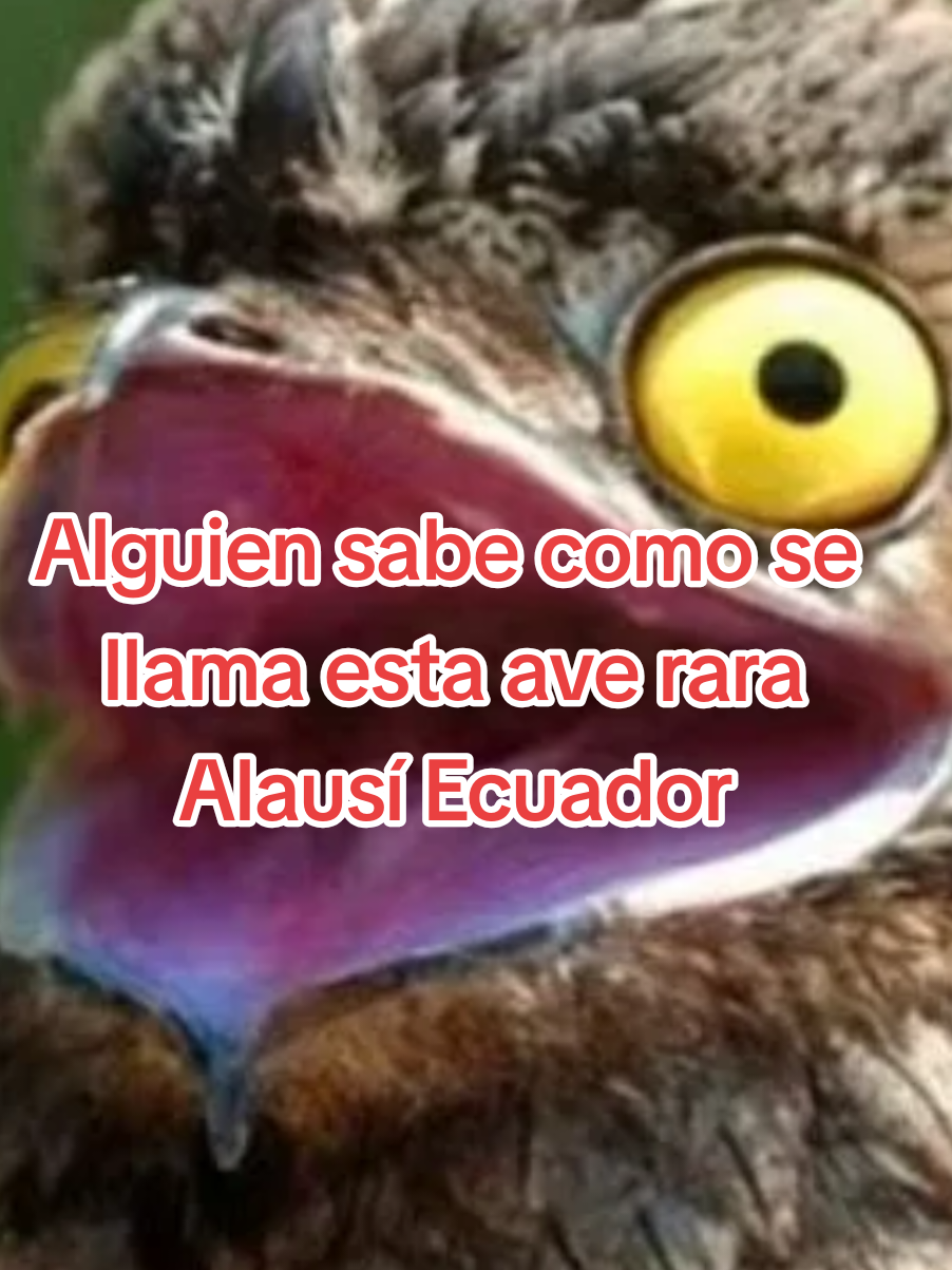 @Luis Escala