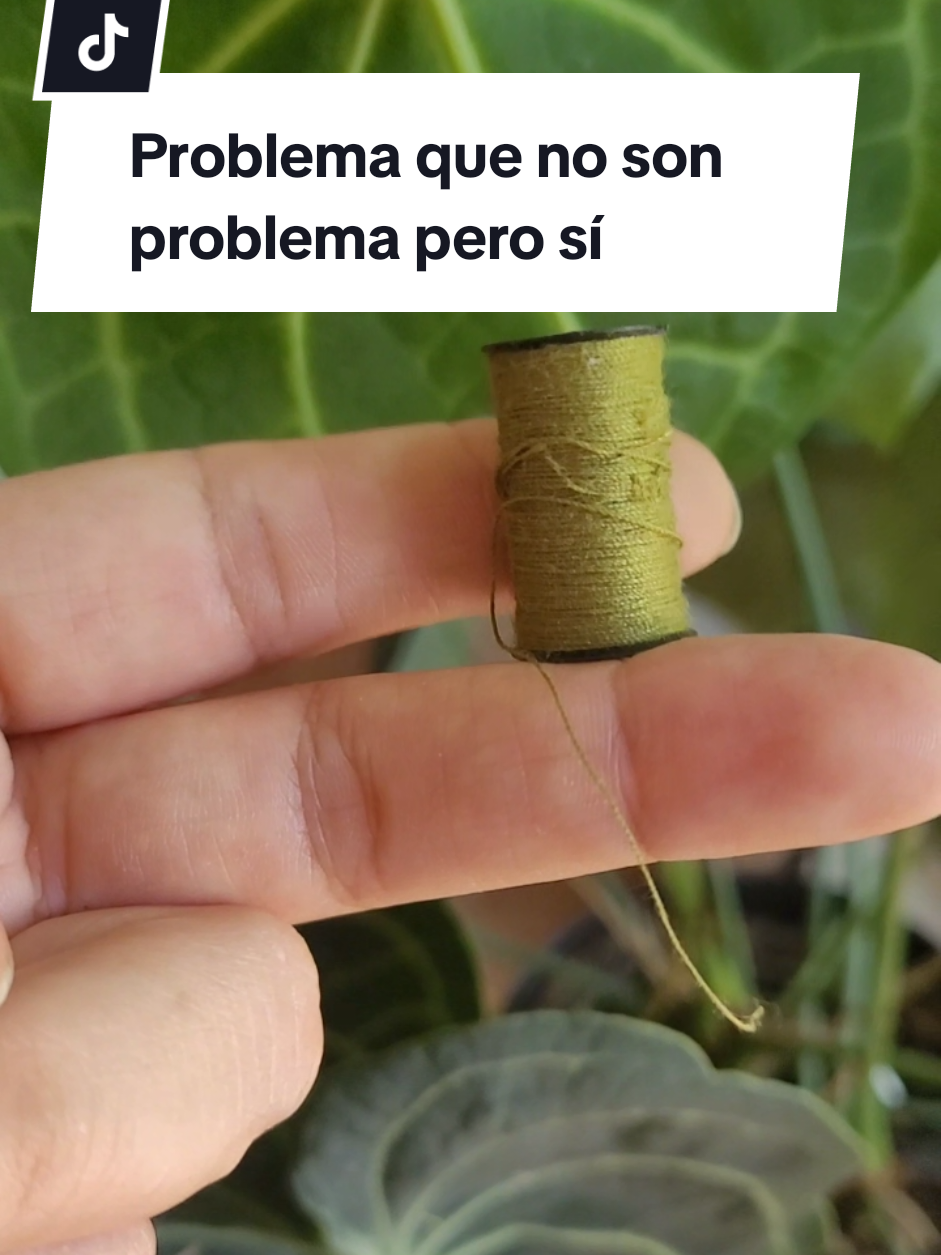 @Plantología🌿