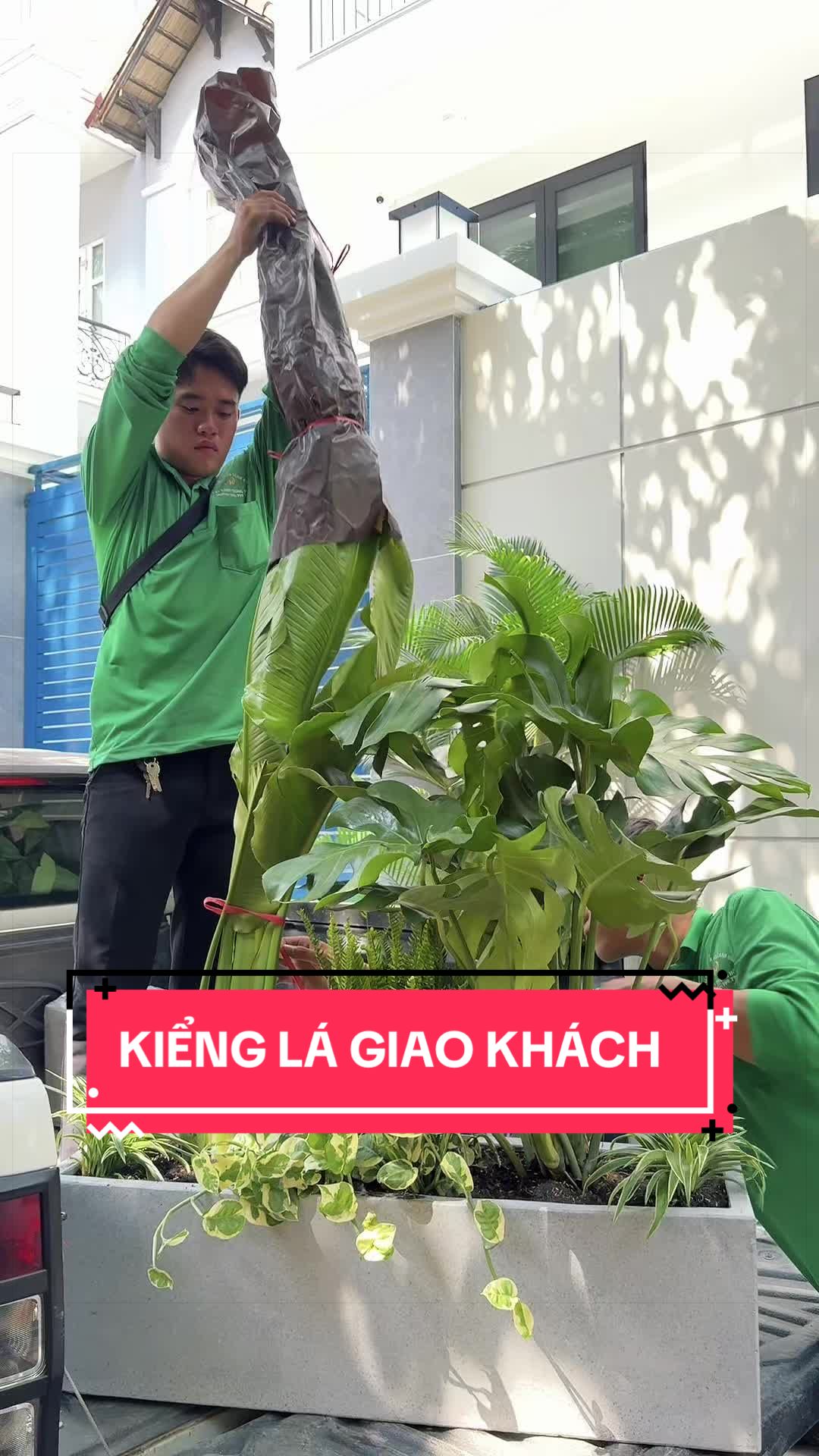 @C&acirc;y Xanh Phong Hồng