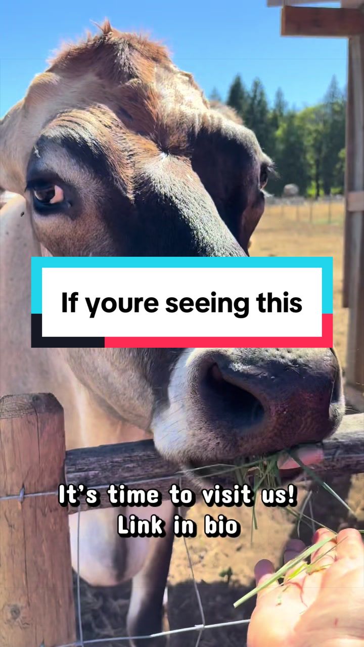 @Home for Hooves 🐽