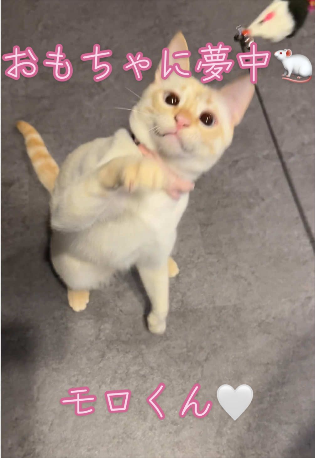 @はっぴー野郎☺︎
