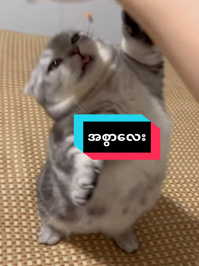 @MeowMagic