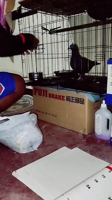 @KALAPATIDS SHOP 🕊️
