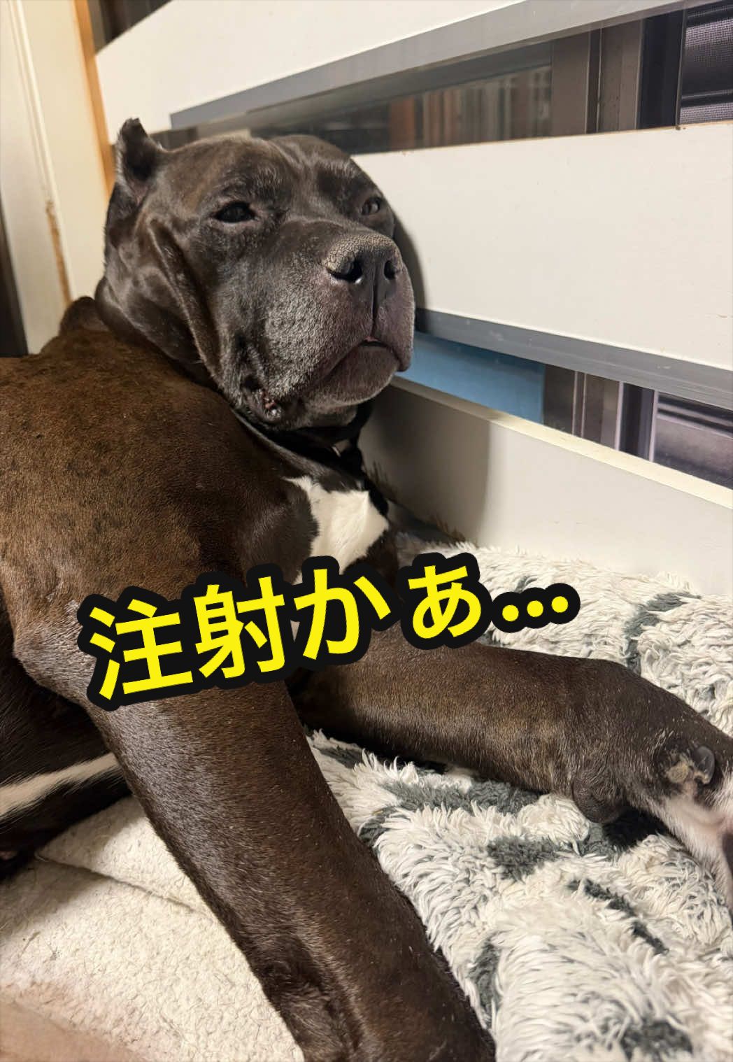 @✌︎·͜·(PᗜN)·͜· ︎︎ᰔᩚ