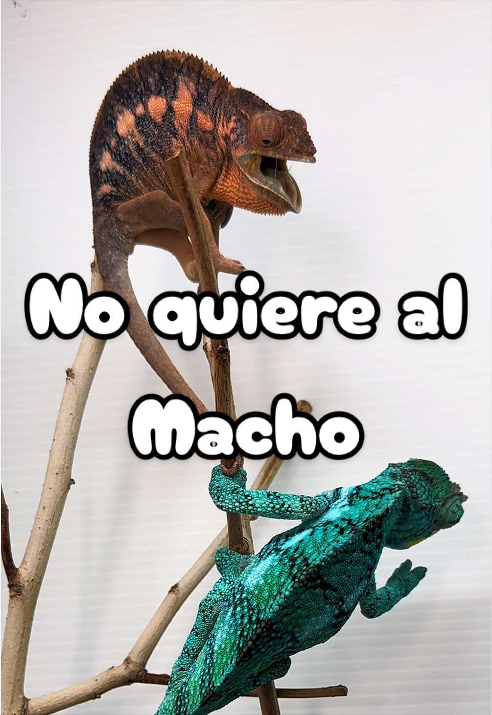 @ReptilMania