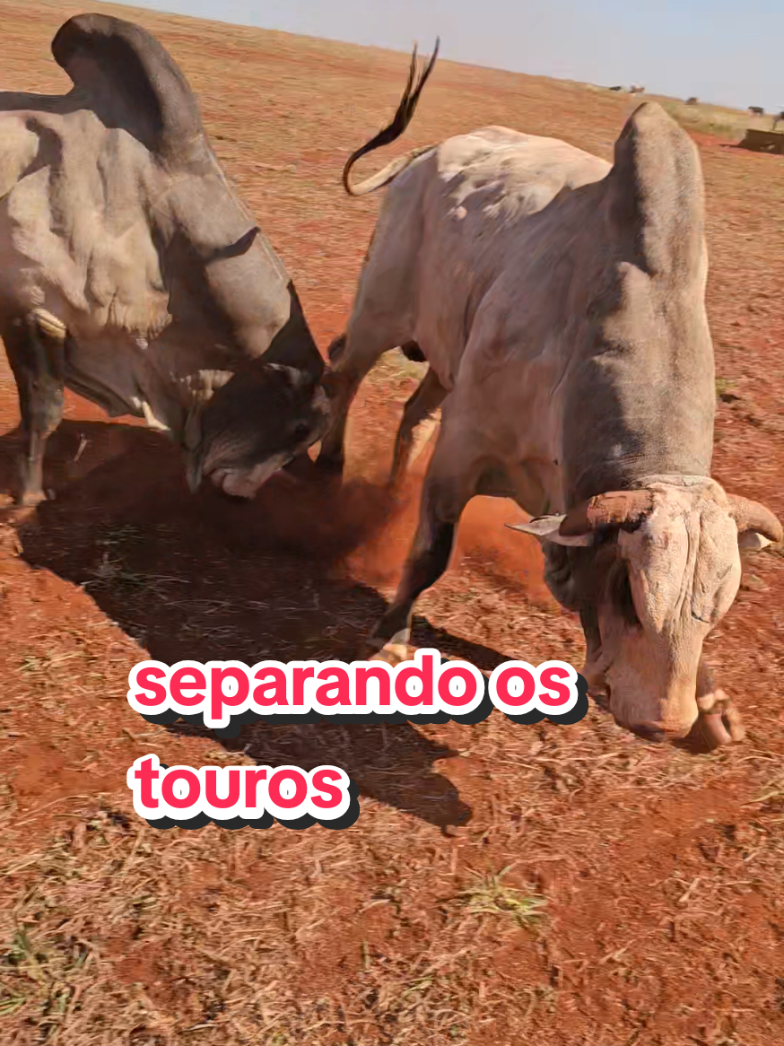 @Geovane neto