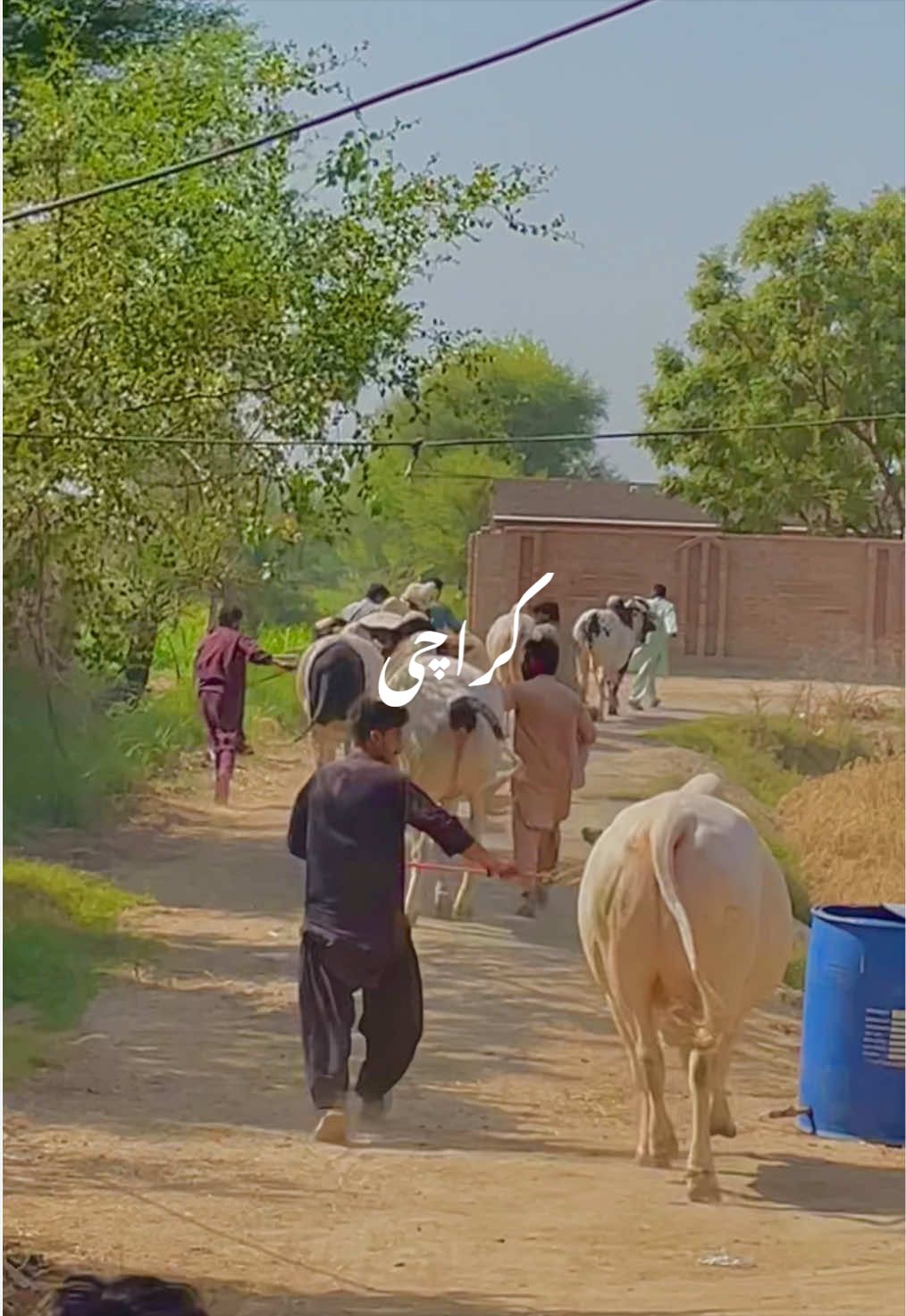 @Ustad Jee Cattle Farm