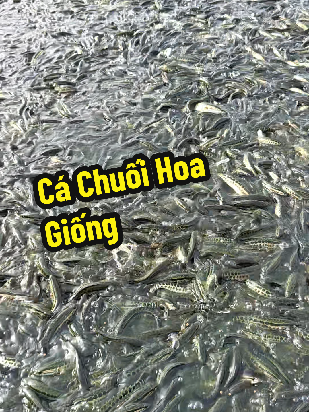 @Cá Chuối Hoa