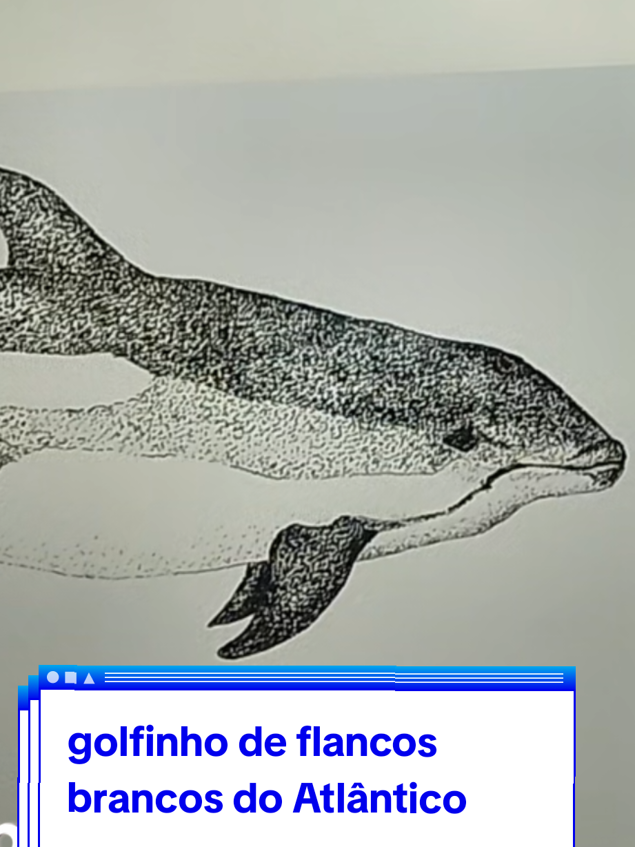 @Afonso Henrique
