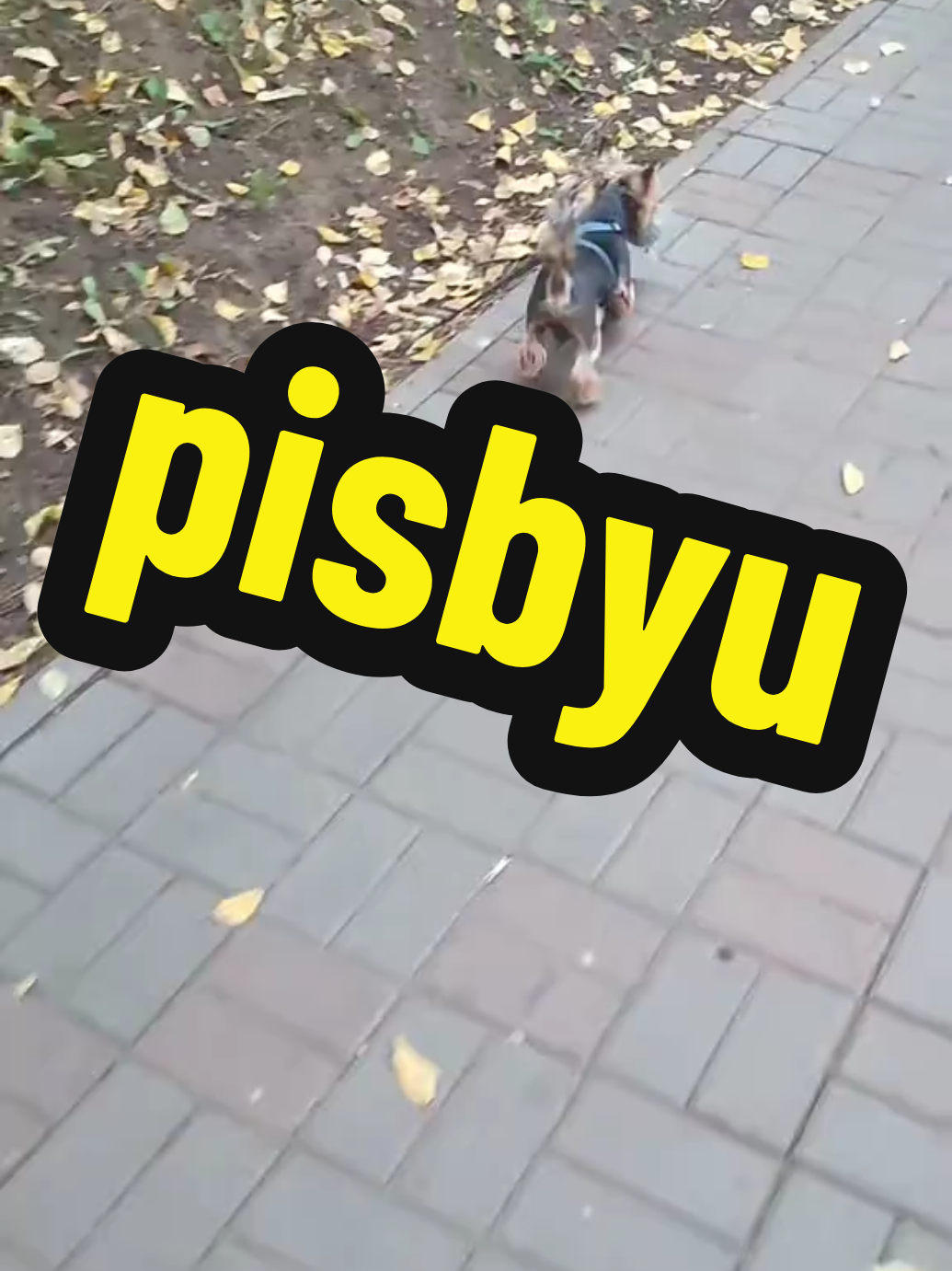 @🤟Веня Машаранский✌