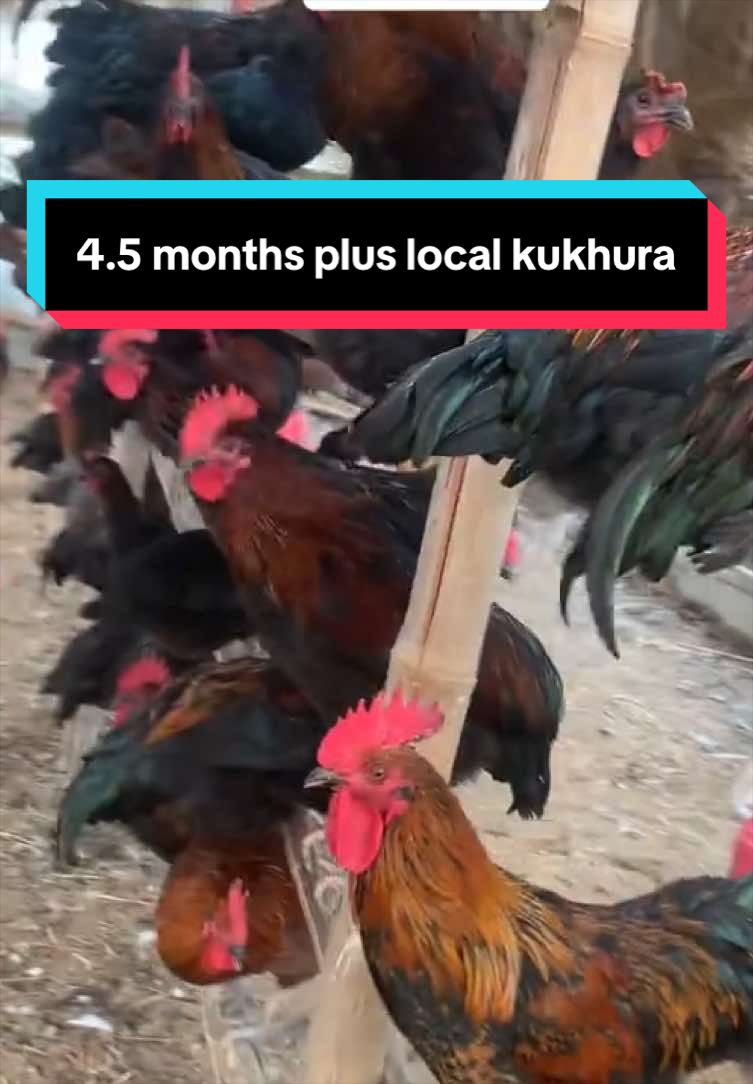 @Poudel Poultry Farm 🐔