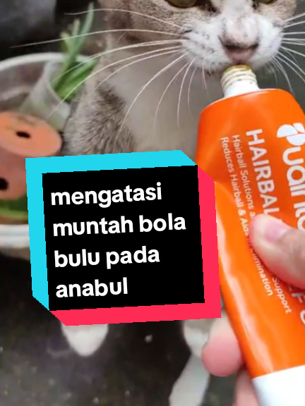 @cimba😺