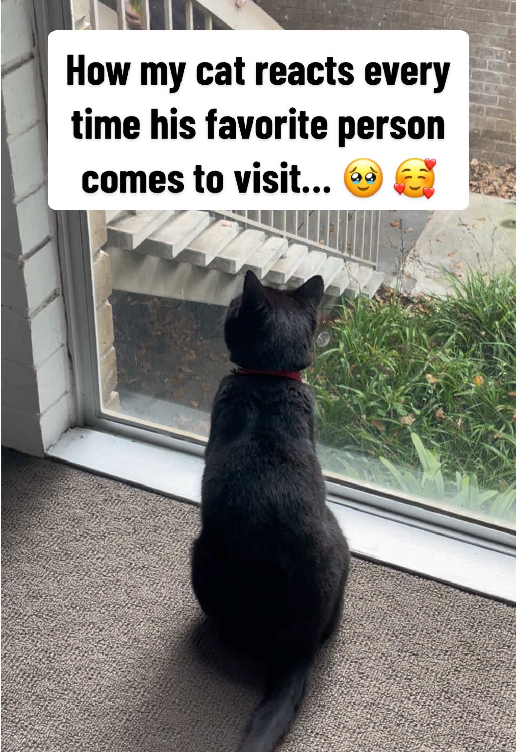 @Brianna 🐈&zwj;⬛ 🇵🇸 ☭