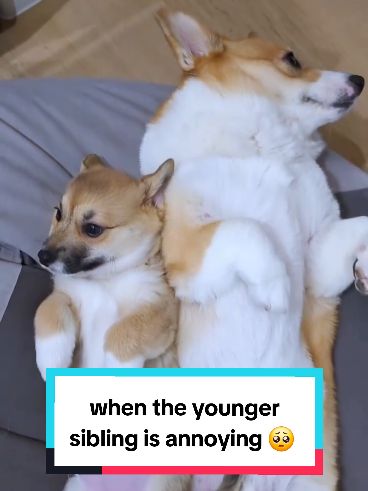 @Pocky the Corgi ๐ถ
