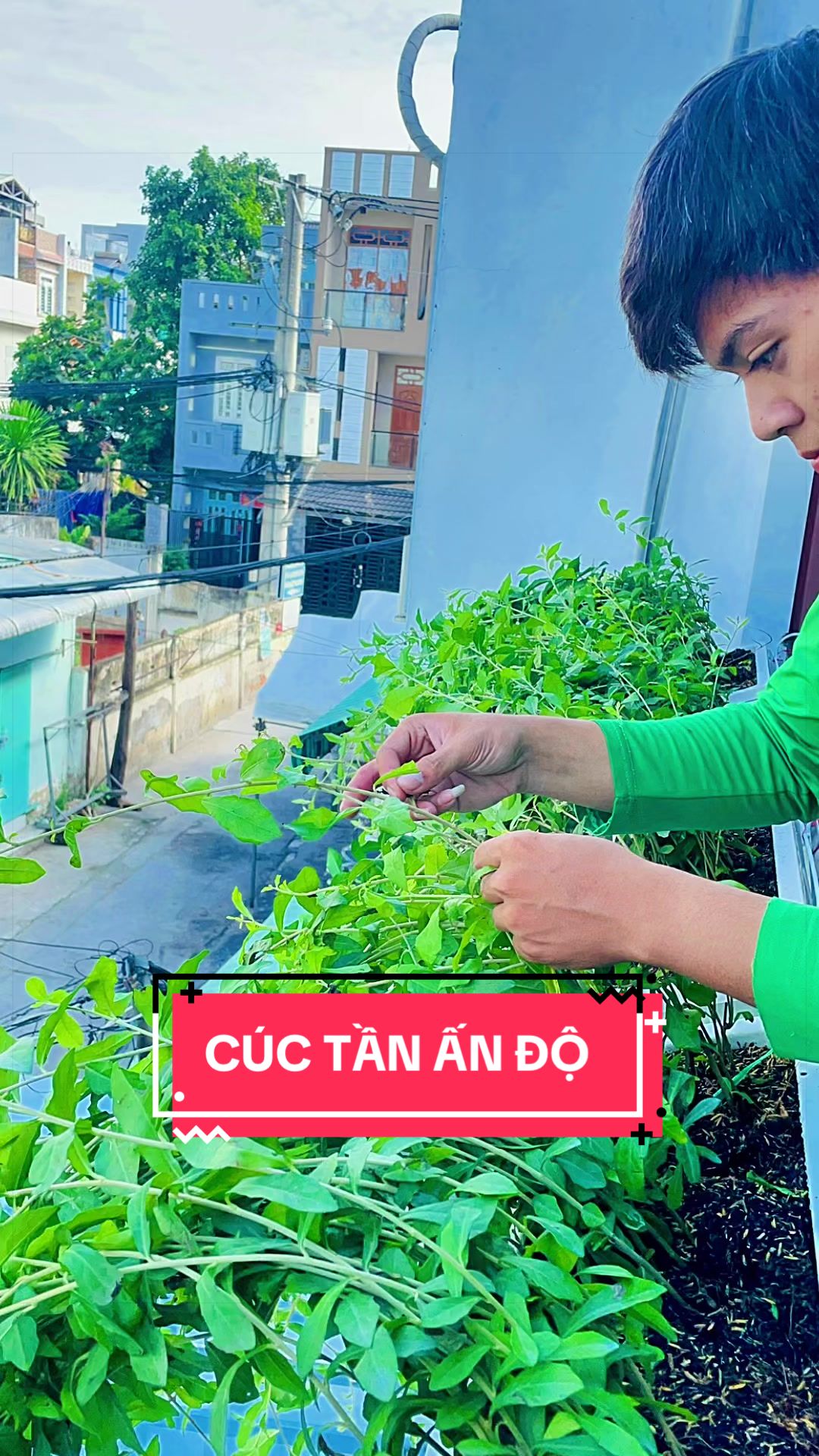 @C&acirc;y Xanh Phong Hồng