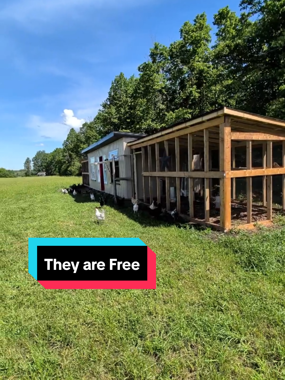 @Modern Homestead