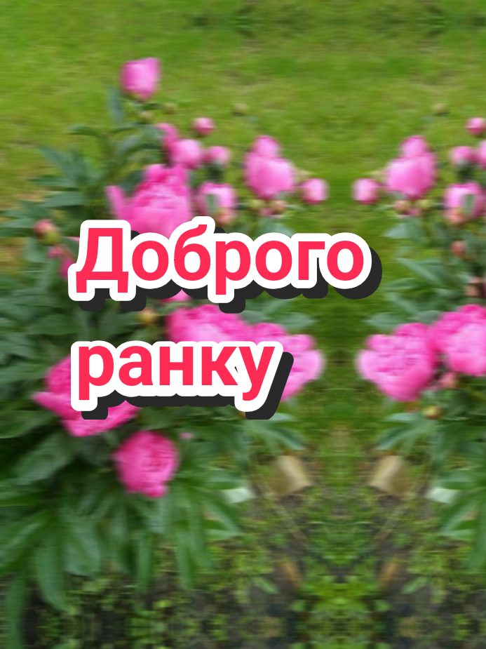 @🌹 𝐋𝐚𝐫𝐢𝐬𝐚 🌹