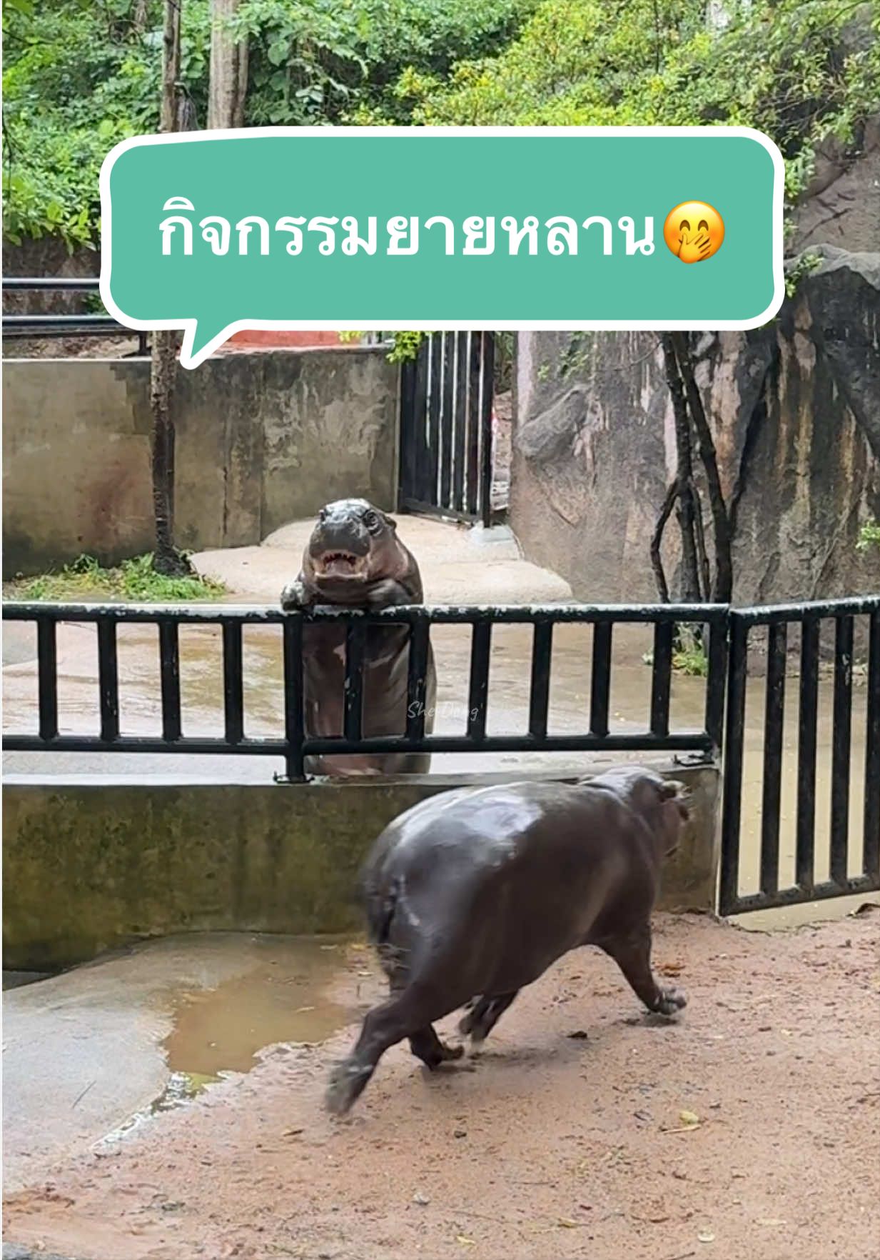 @She Deng