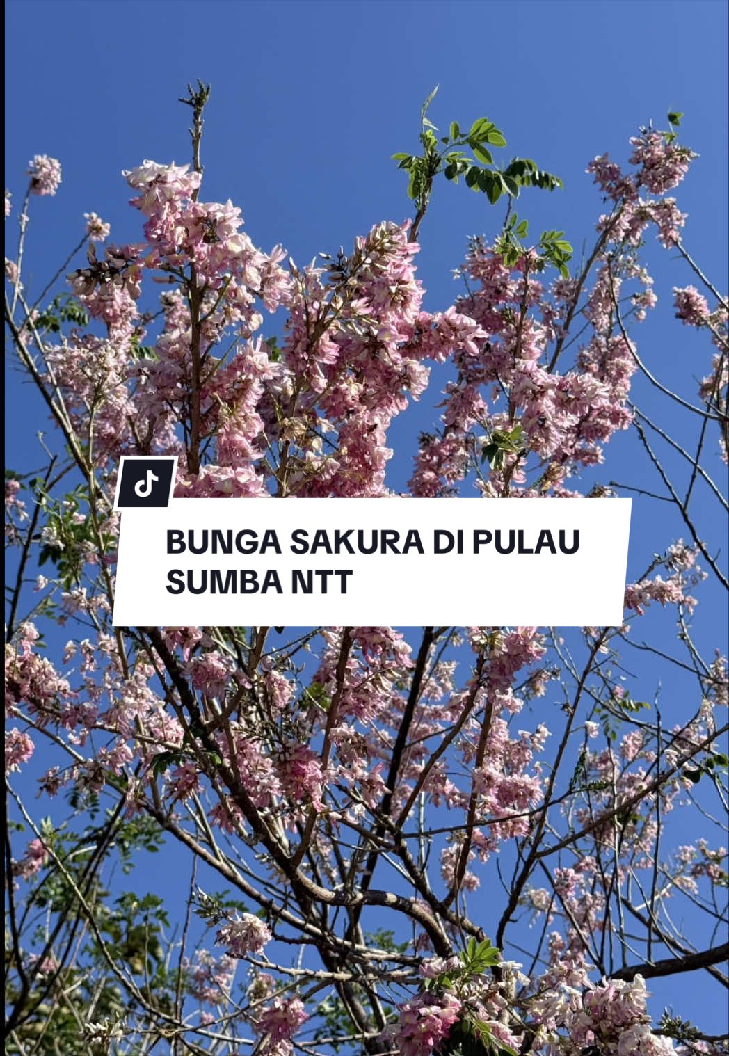 @Dwiriyantoo