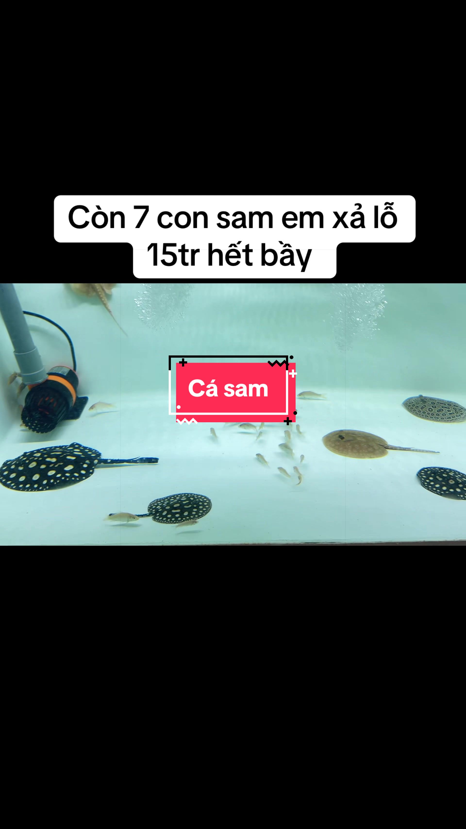 @Phát Đạt Bán Cá 😎🐠🦈