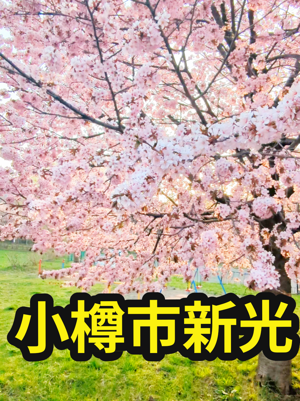 @U^ェ^U 小樽市に住む犬『まかろん』の飼い主