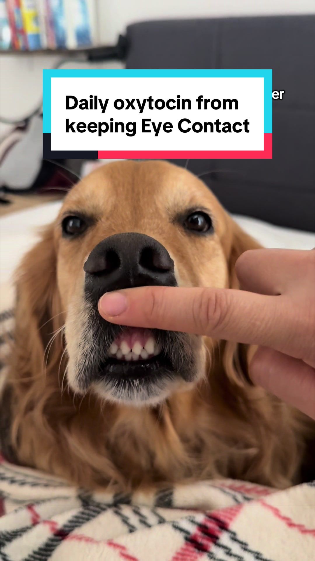 @3goldenretriever