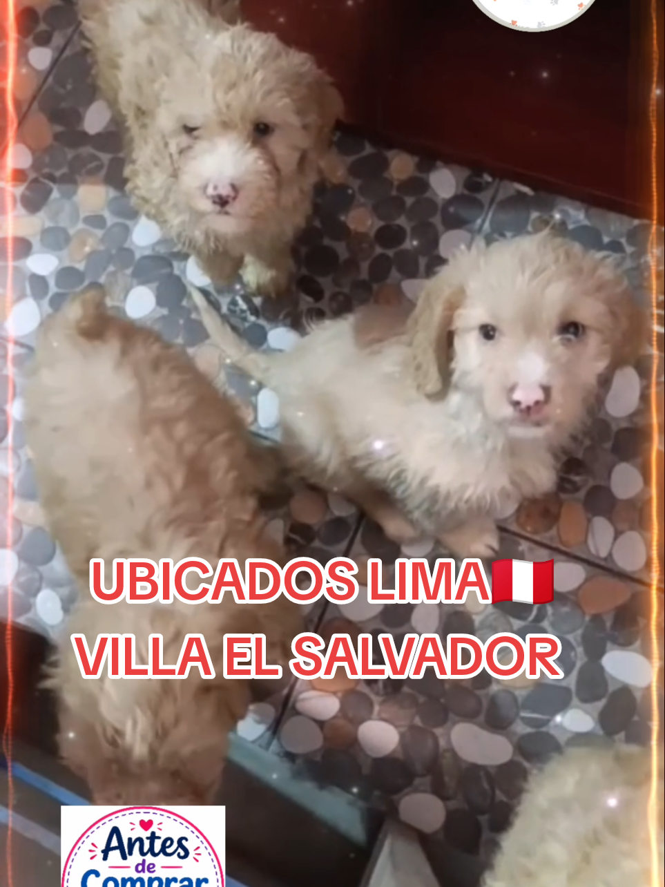 @Perritos Voladores