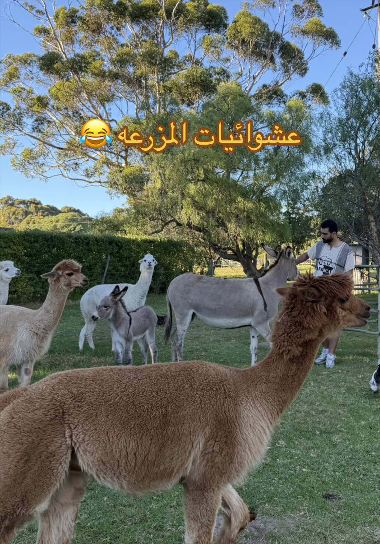 @راكان الغفيلي
