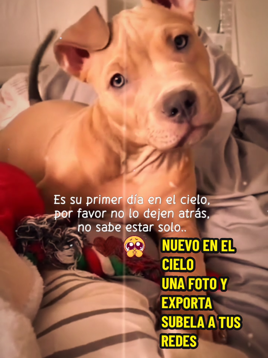 @efecto_eve