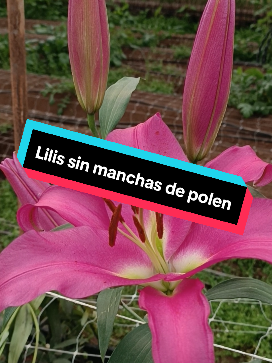 @liz._ Mendozza