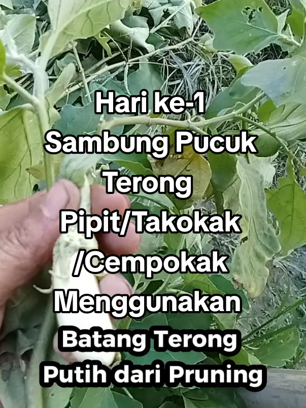 @AKITONORPELLES