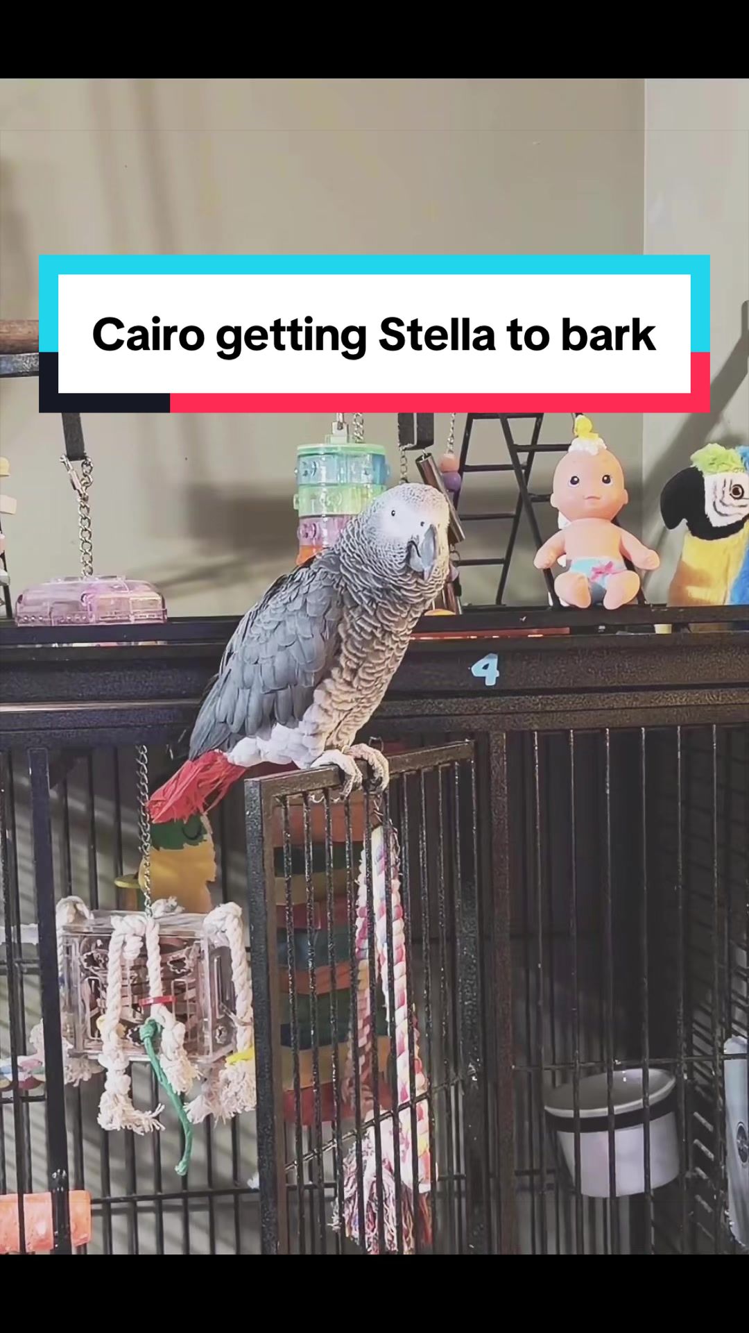 @Cairo the Grey