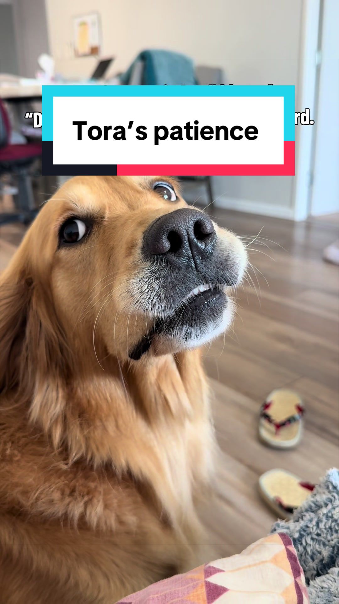 @3goldenretriever