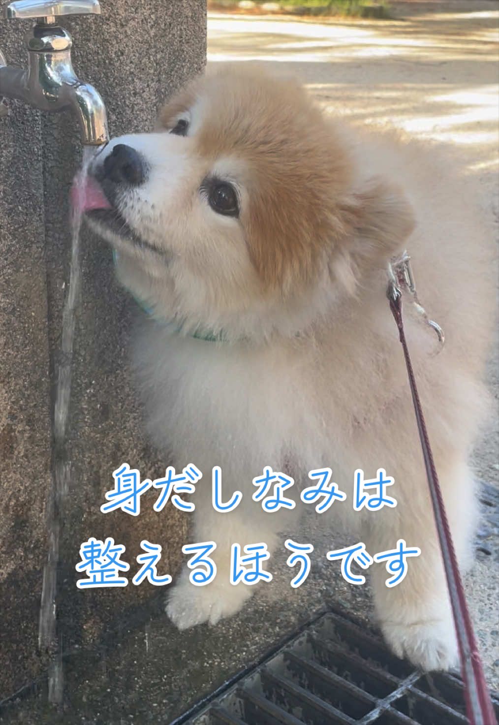 @ポメラニアン🐾えびす