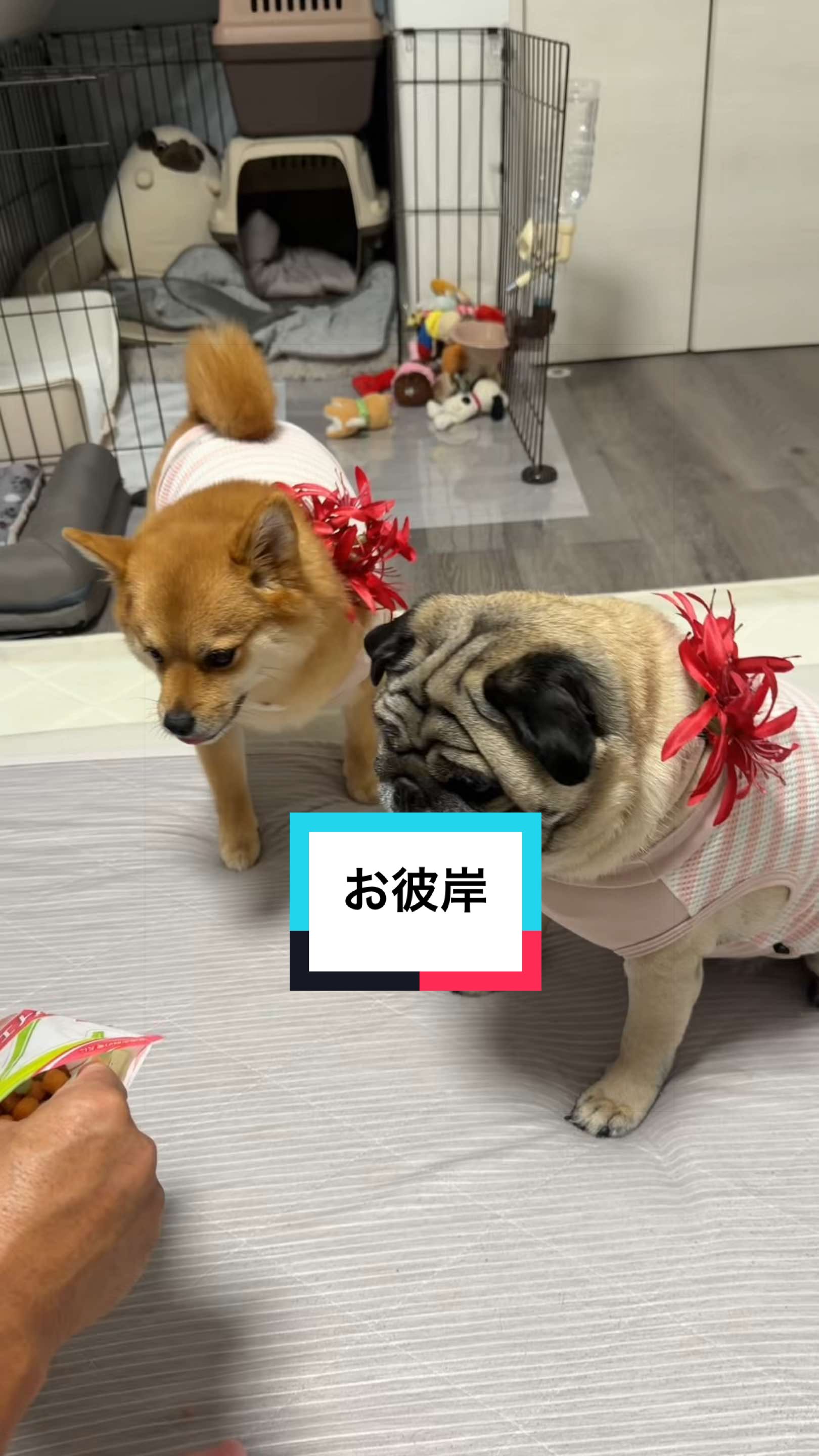 @9/28🎂おじ生誕祭🐶とん&ぺっぺこぺー🦊