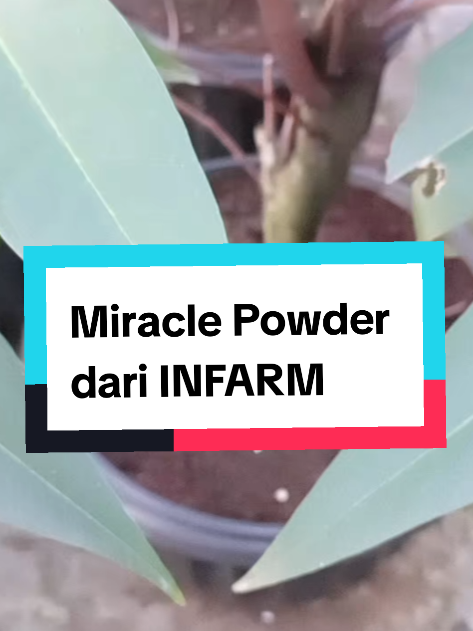 @Berkebun Berkah