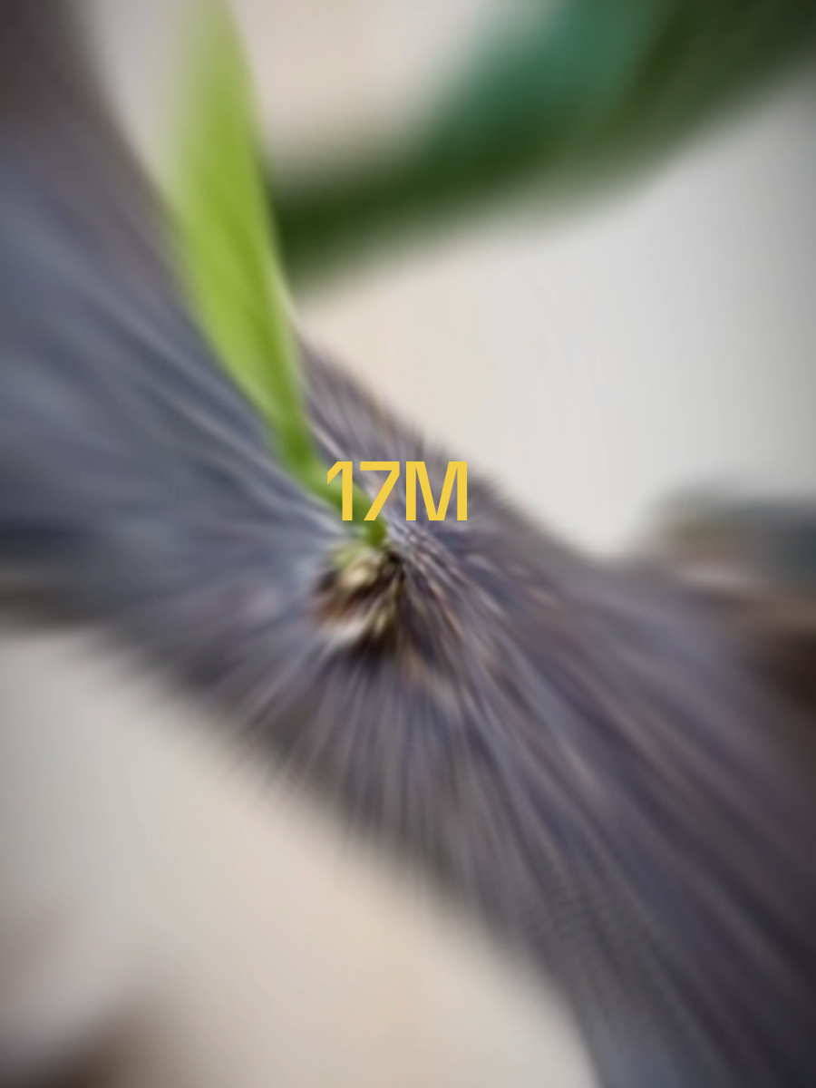 @graftingtactick