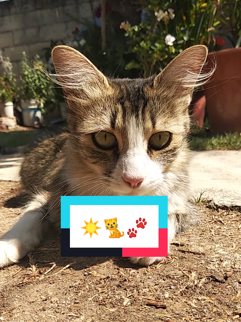 @Lunita🐱🌜