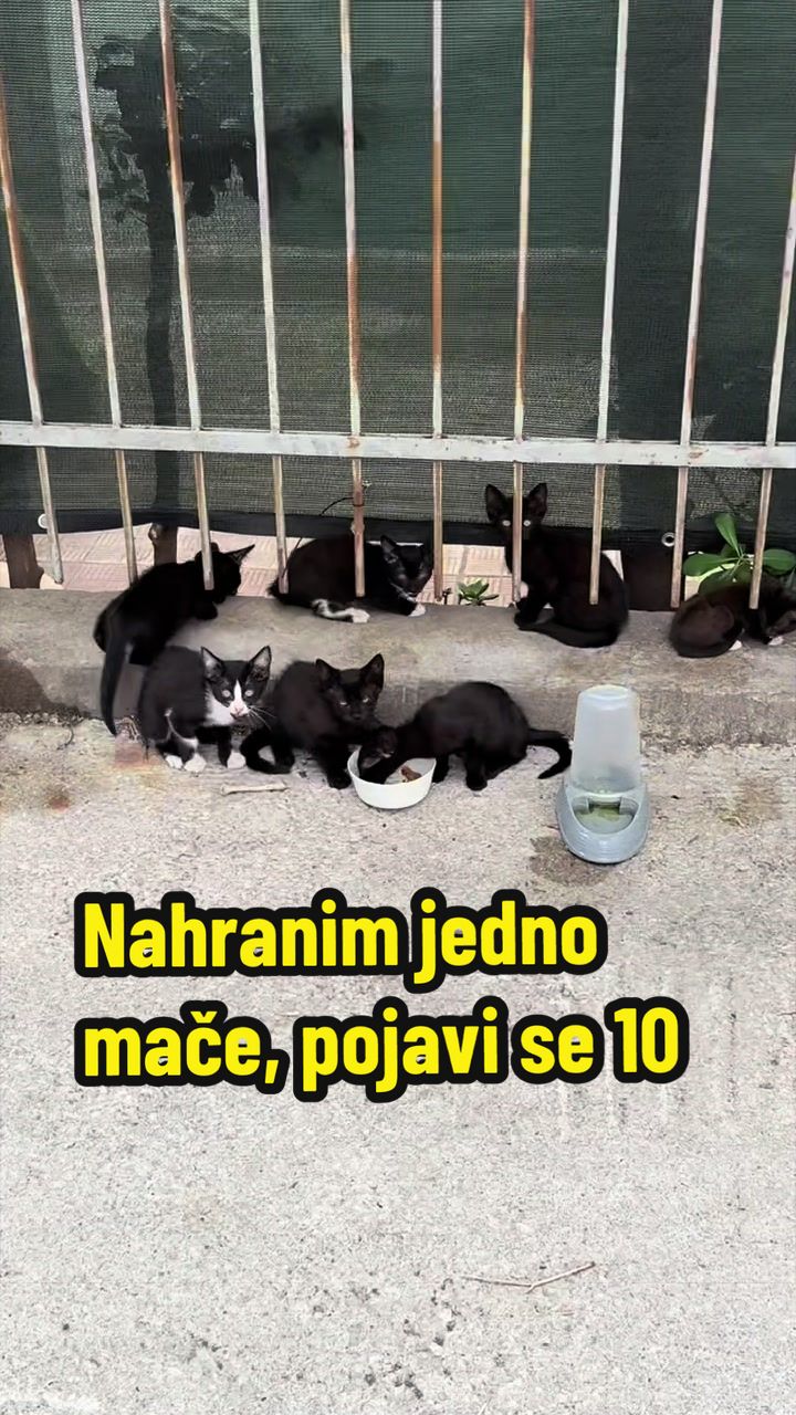 @Maja Kovijanic