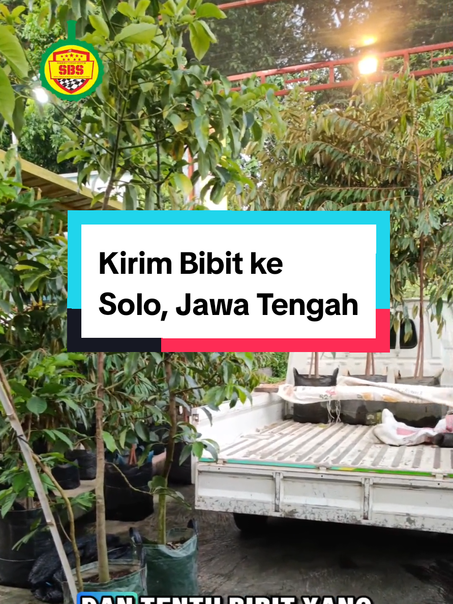 @Produksi Buah_SBS