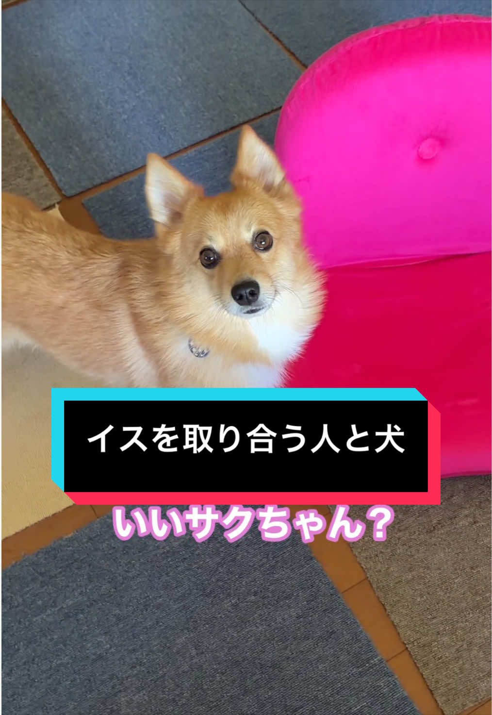 @サクサクビスケット
