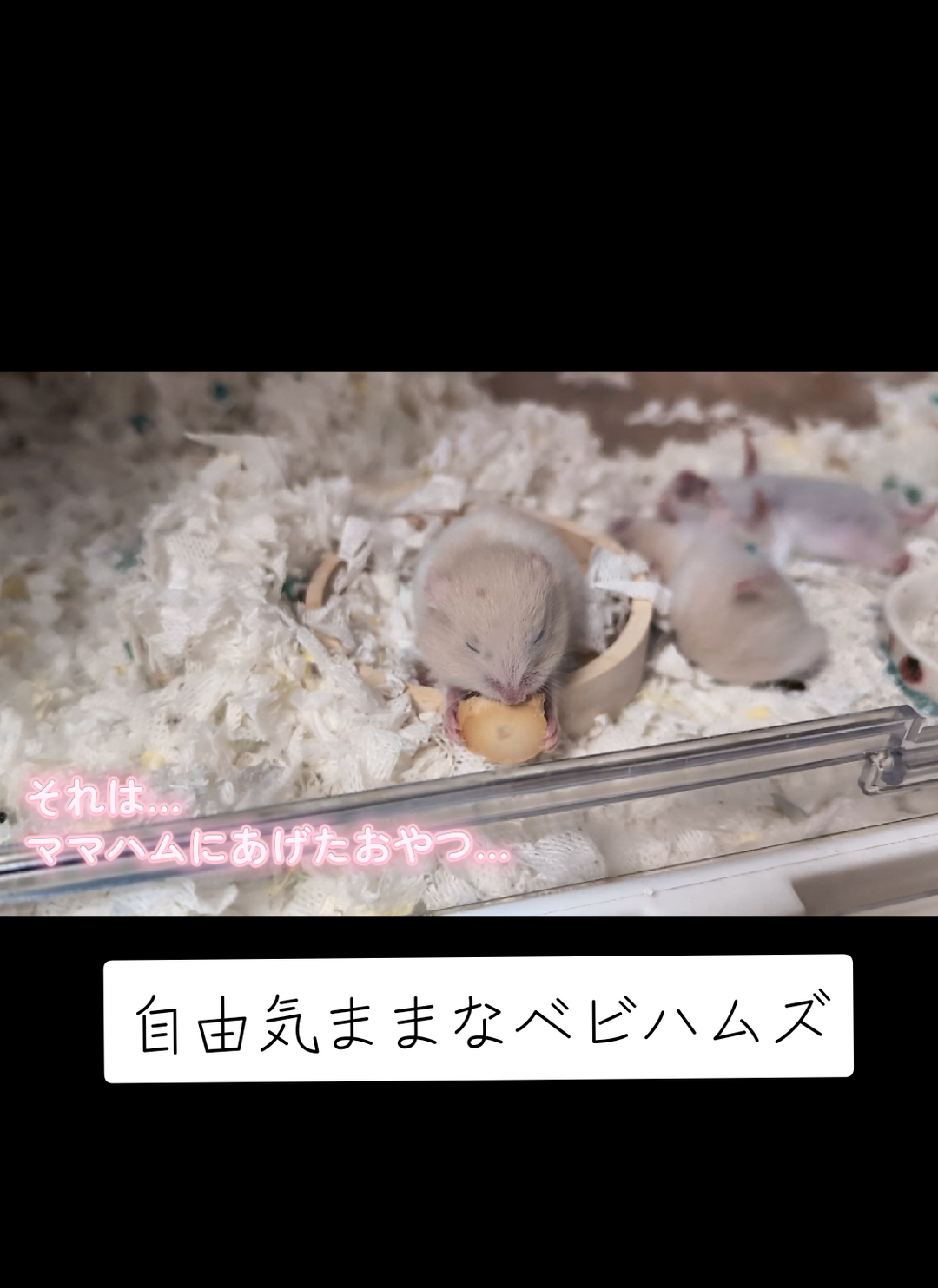 @鼻声🐹主婦