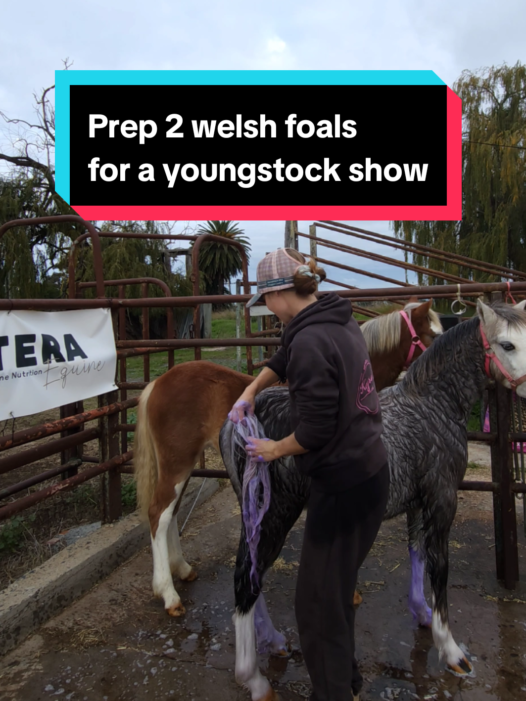 @Jess | Horse trainer
