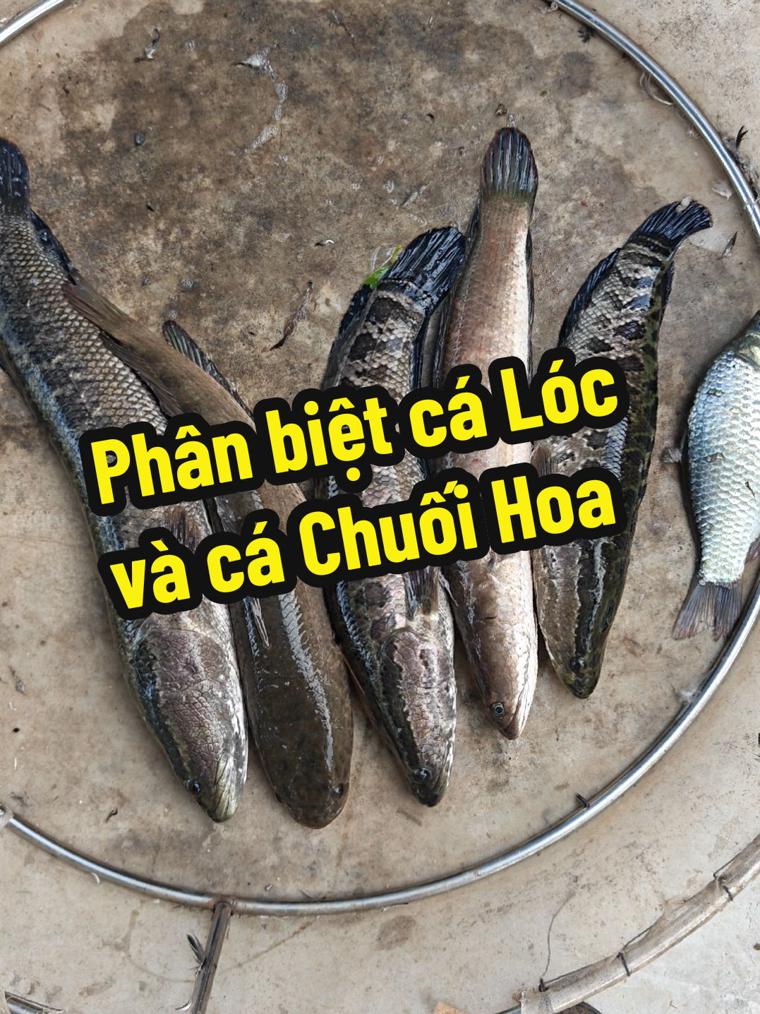@Cá Chuối Hoa