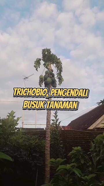 @ARI RADJA CHANNEL