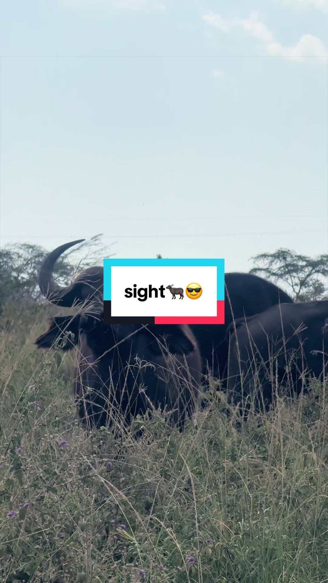 @Milana Tours and Safaris